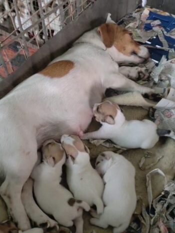 Import lineage short type jackrussell available