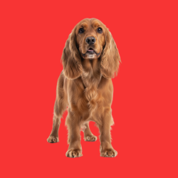 Cocker Spaniel