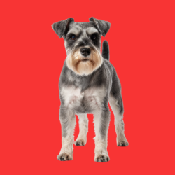 Miniature schnauzer