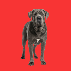 Neapolitan Mastiff