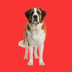 Saint Bernard