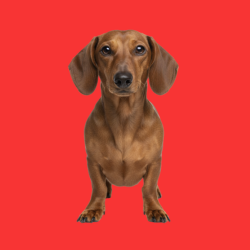 Dachshund