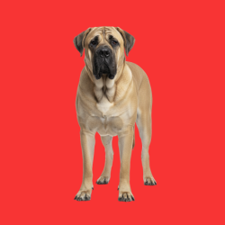 English Mastiff