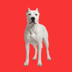 Dogo Argentino
