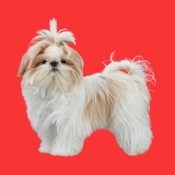 ShihTzu