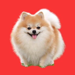 Pomeranian