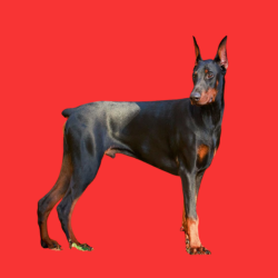 Doberman