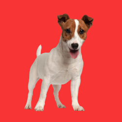 Jack Russell Terrier