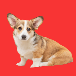 Corgi