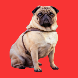 pug
