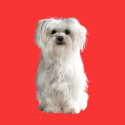 Maltese