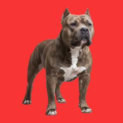 American Bully