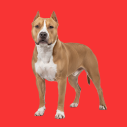 American Pitbull Terrier