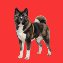 American Akita