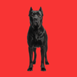 Cane Corso