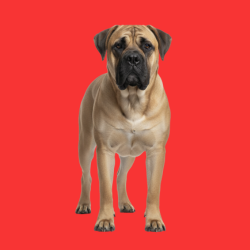 Bull Mastiff