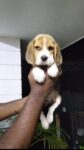 High quality Beagle male puppy available