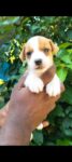 Jack russell terrier