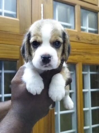 Beagle
